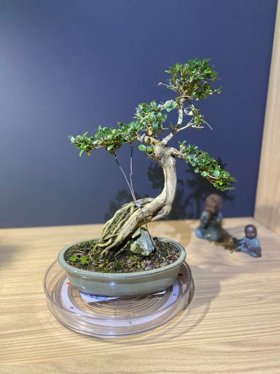 Lonicera