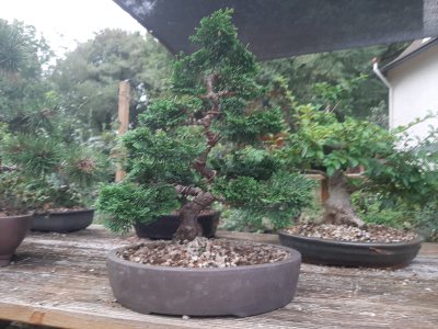 Cyprès du Japon chevreuil
