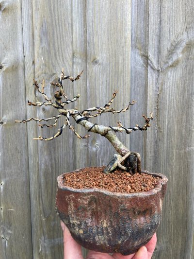 Barton Larch