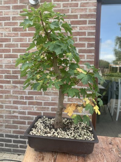 Acer Champêtre