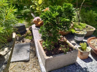 Hinoki, shohin
