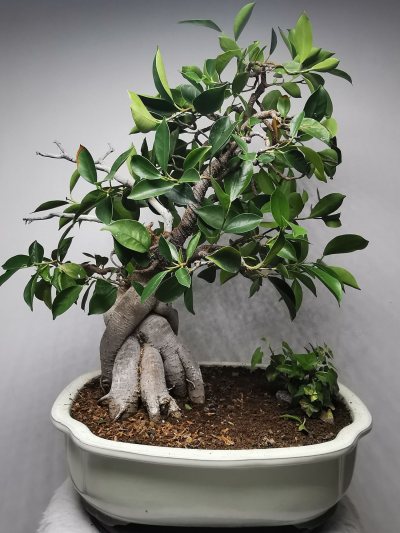 Ficus 1