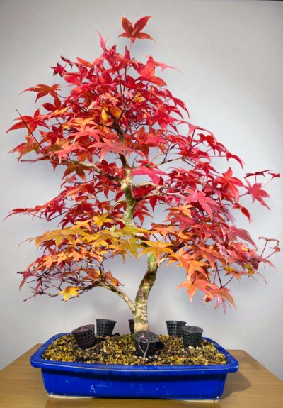Acer Palmatum De shojo
