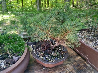 Kishu, shohin
