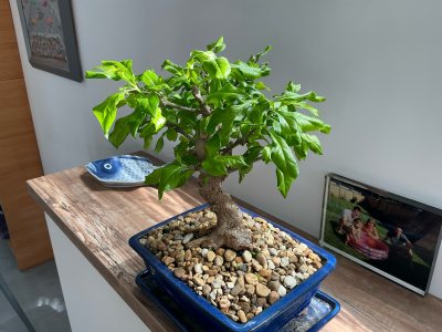 Vanillier de Cayenne