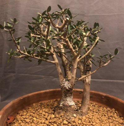 Acebuche Yamadori 2025