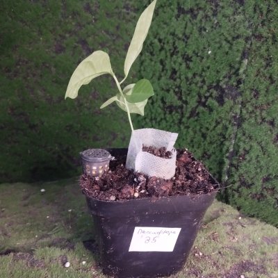 Пассифлора съедобная 🌳 ПаС35 ≋○⌂