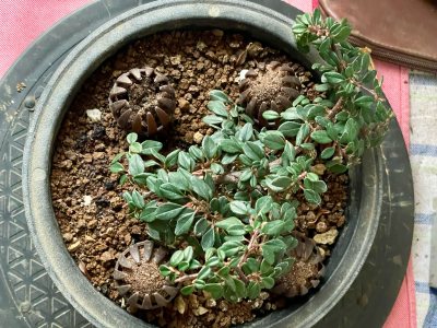 Cotoneaster microphyllus