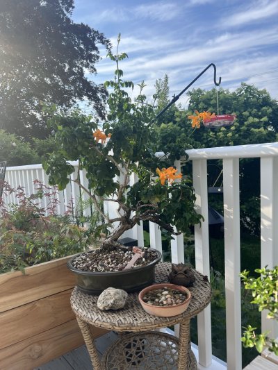 Cape honeysuckle