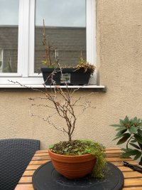 Beschneiden - 03.11.25 - Photo 1/3