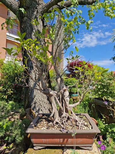 Ficus Retusa