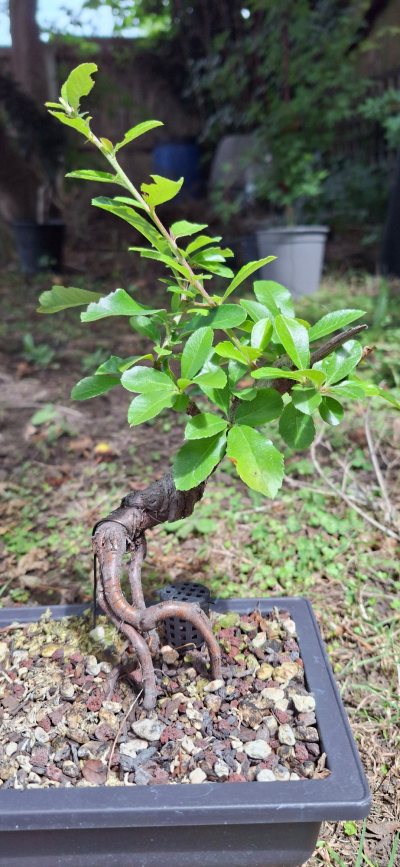 Firethorn