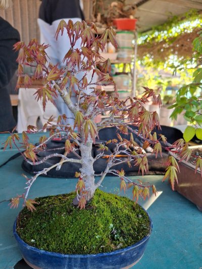 Arce palmatum Yamamomijii