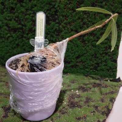 Брахихитон наскальный 🌳 БрН05