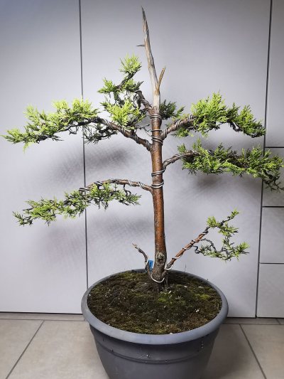 Cyprès Leylandii