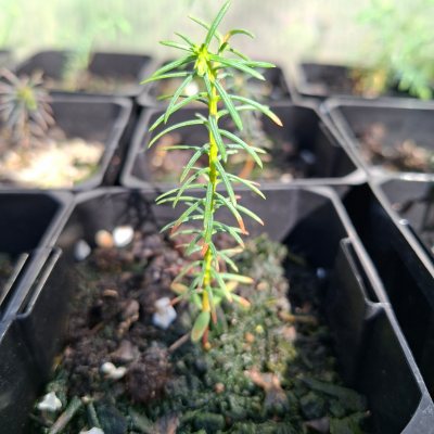 Japanese Cedar 3
