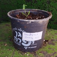 Penggantian Pot - 04/05/26 - Photo 1/1