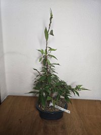 Drahtung - 14.05.25 - Photo 1/4
