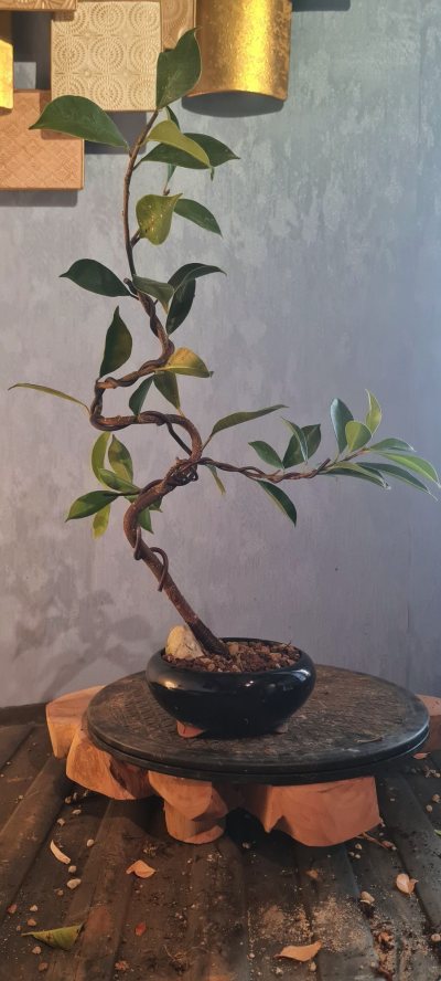 Ficus 3