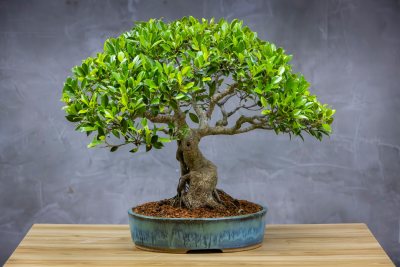 FICUS RETUSA