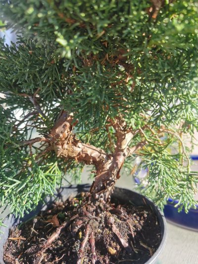 JUNI D OIHANA