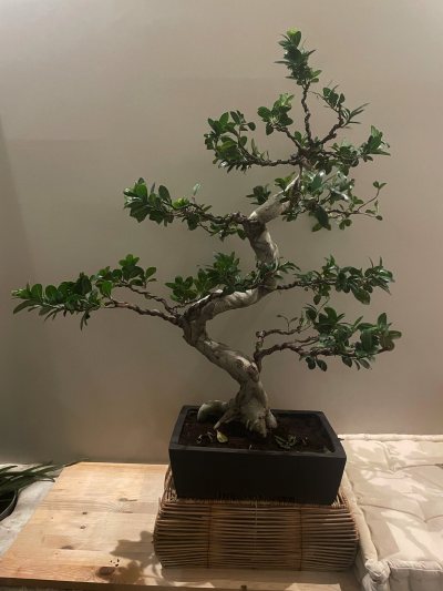 Ficus