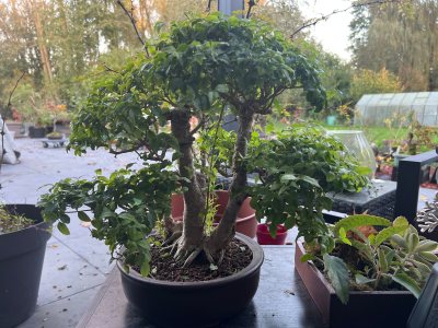 Ligustrum double tronc