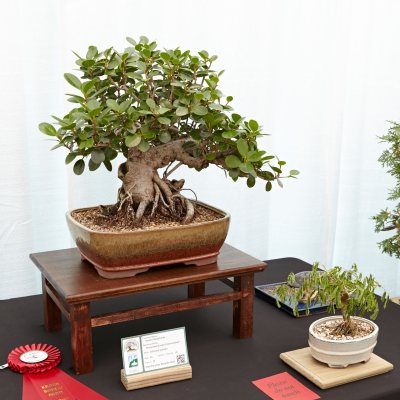 Green Island ficus