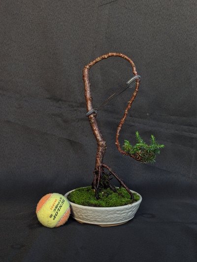 Juniper