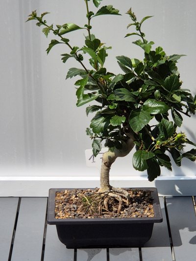 16. Meidoorn (CRATAEGUS )