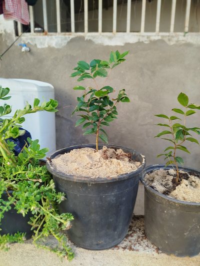 Jaboticaba 4