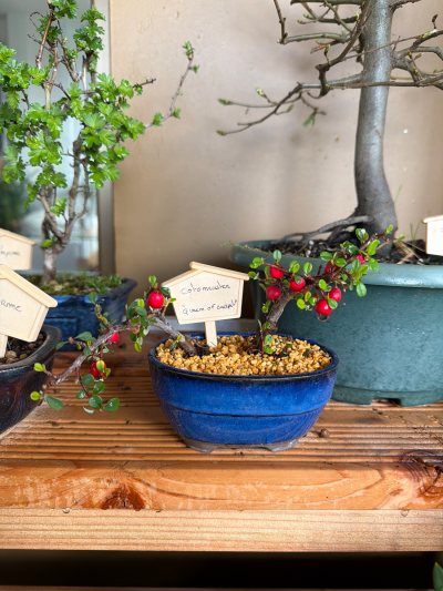 Petit cotoneaster