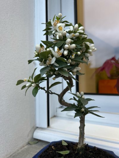 Mandarinier