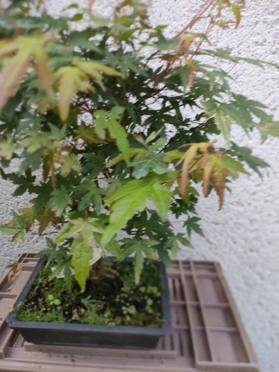 Érable du Japon "Yamamomiji"