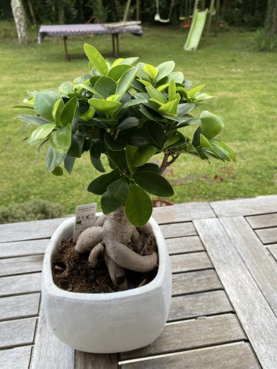 Ficus Lidl
