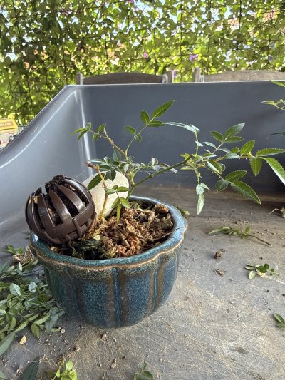 ROSIER 9