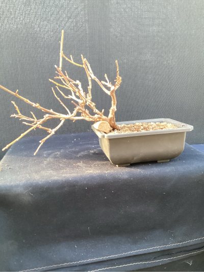 Bougainvillier 2