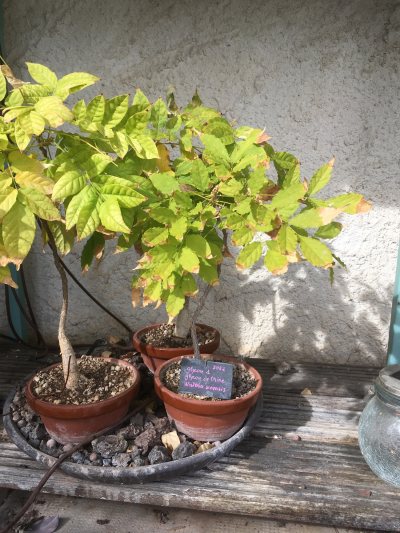 Glycine 1