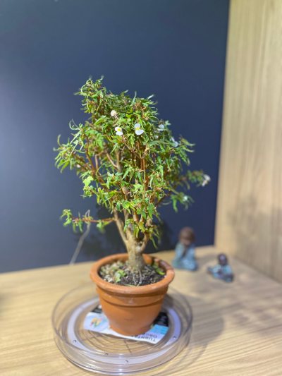 Begonia Tripartita