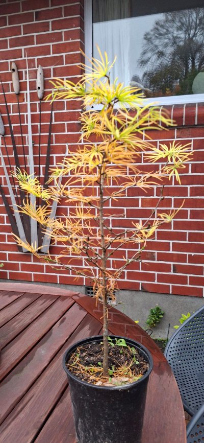 Chinese Golden Larch