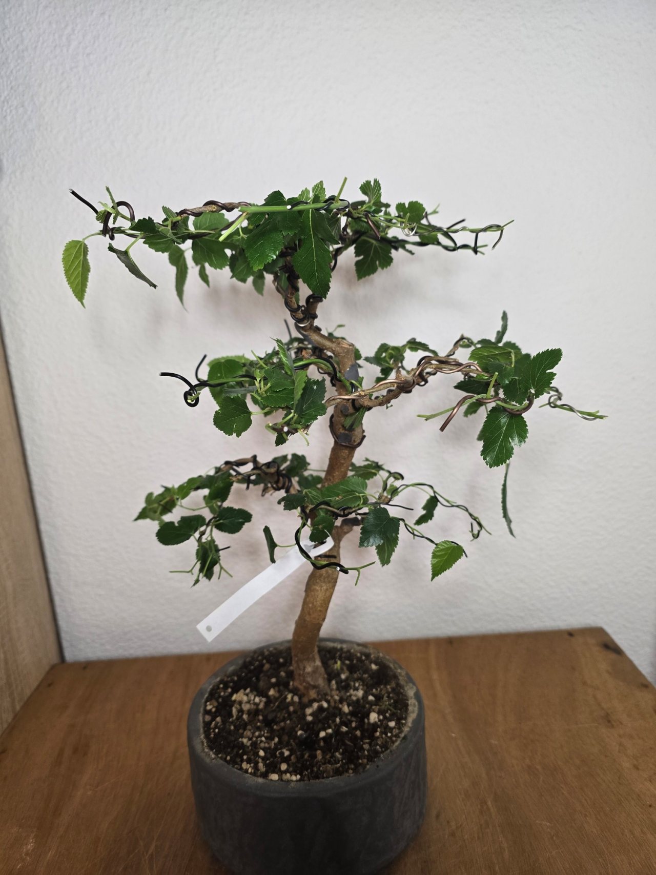 Photo 17