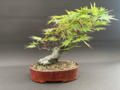 Shohin Erable Palmatum