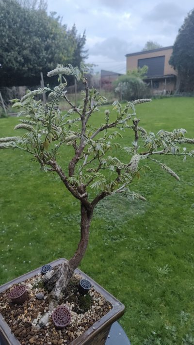 Glycine
