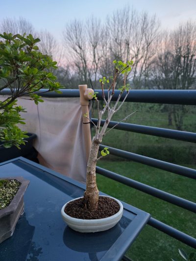 Ginkgo solo