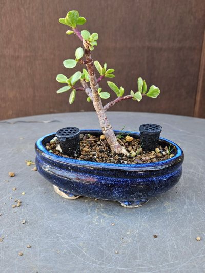 Portulacaria Afra Variegata