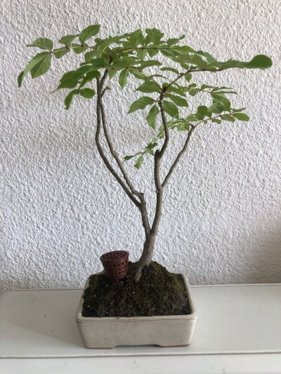 Frêne