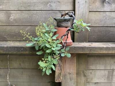 Cotinus cascade