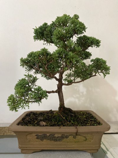 Genevrier itoigawa