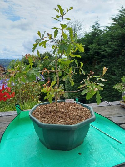 Quersus Robur