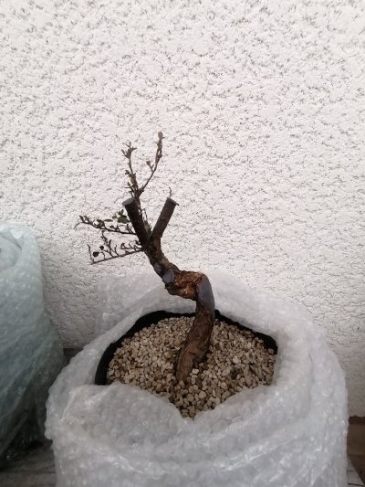 Cotoneaster yamadori